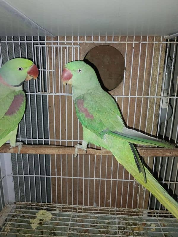 Raw Parrots Breeder pair 1