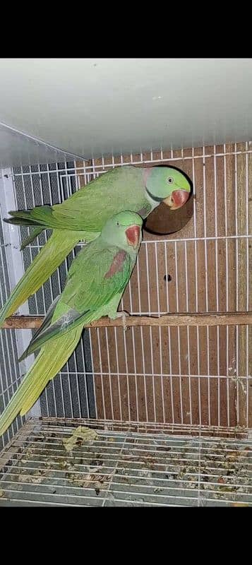 Raw Parrots Breeder pair 2