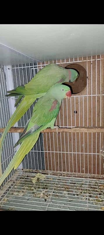 Raw Parrots Breeder pair 3