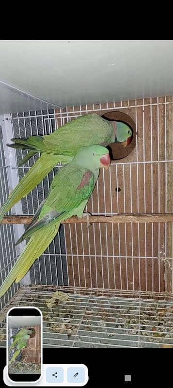 Raw Parrots Breeder pair 4