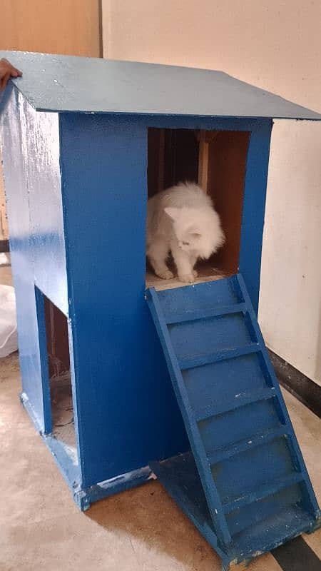 cat house urgent for sale 1