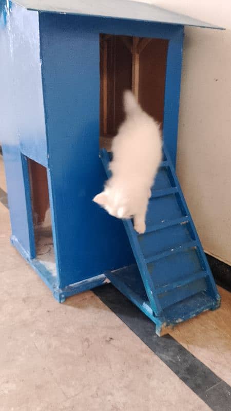 cat house urgent for sale 3