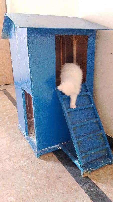 cat house urgent for sale 7