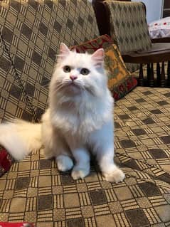 Persian cat  Doll Face, Little Trained 8month age