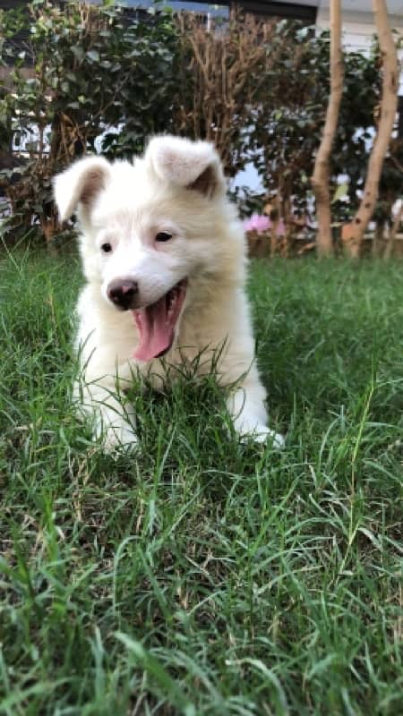 Pure Russian Female Puppy for Sale!* 3