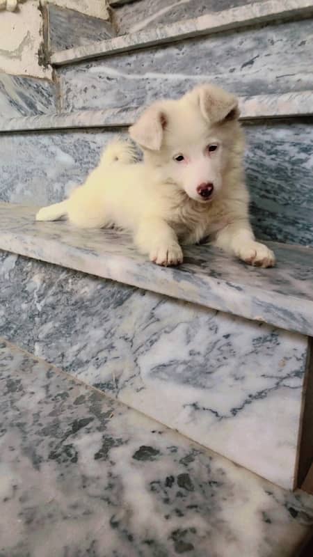 Pure Russian Female Puppy for Sale!* 6