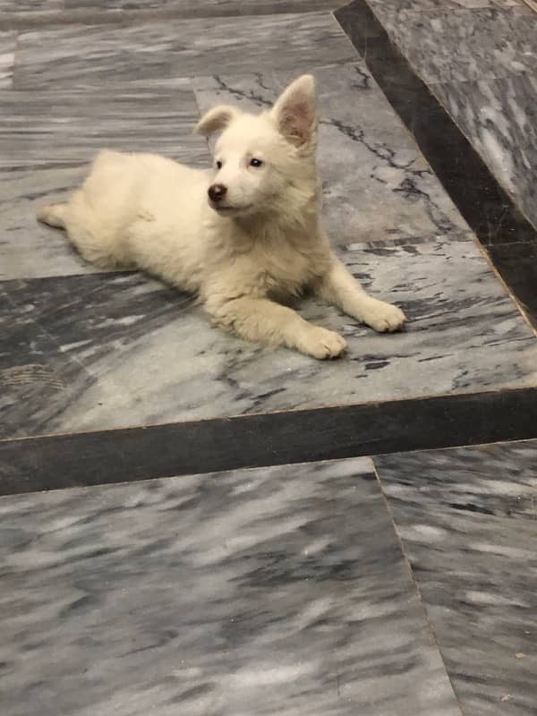 Pure Russian Female Puppy for Sale!* 7