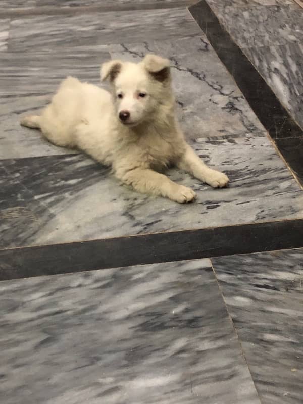 Pure Russian Female Puppy for Sale!* 11