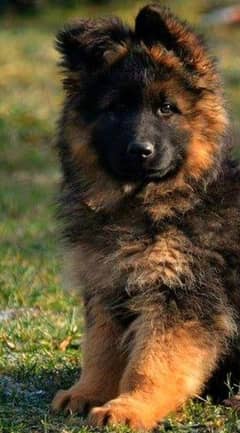 German Shepherd long coat