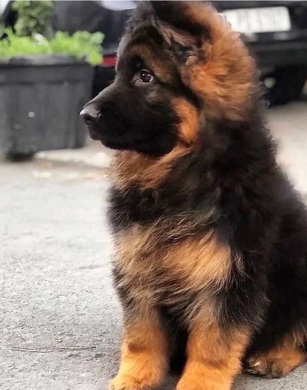 German Shepherd long coat 2