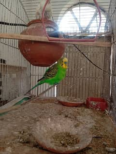 Budgie parrorts pair