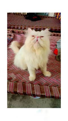 peki Peke peky face male for matting and sale