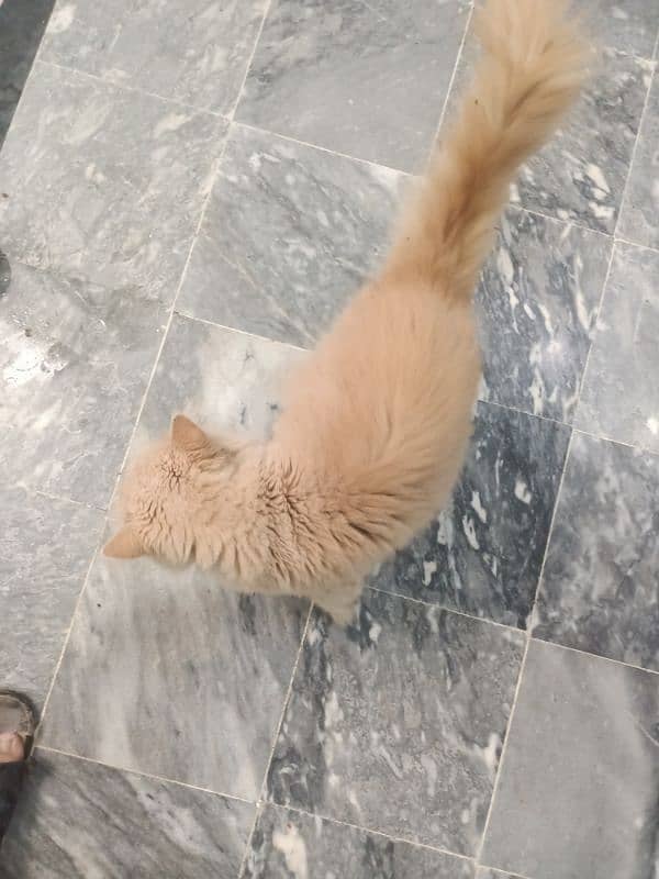 Punch Face Persian Male Cat 3