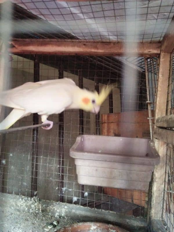 cocktail female for sale 0