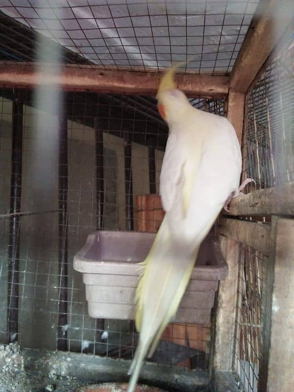 cocktail female for sale 1