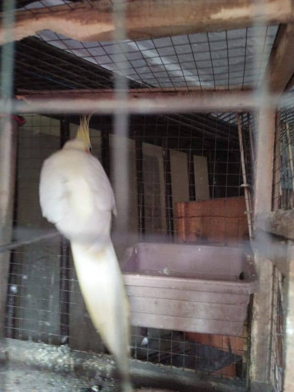 cocktail female for sale 2