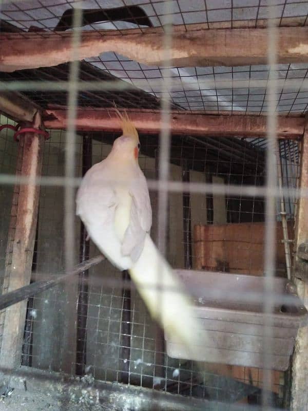 cocktail female for sale 3