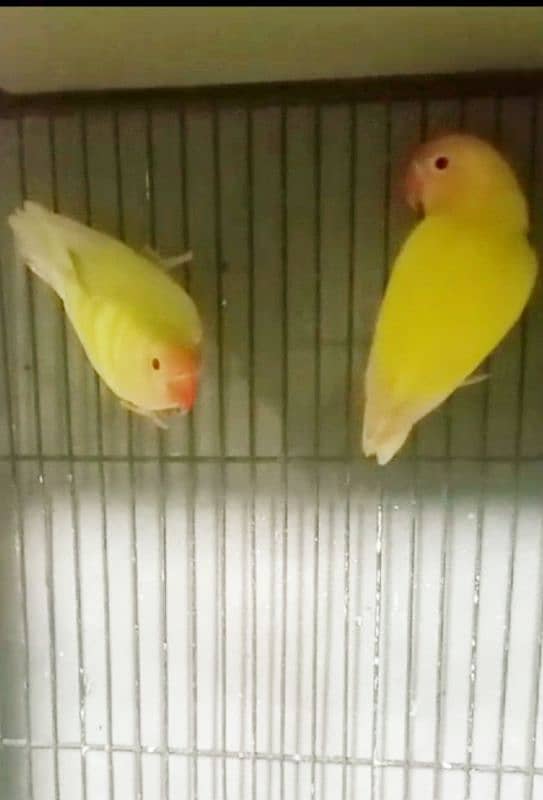 love birds 2