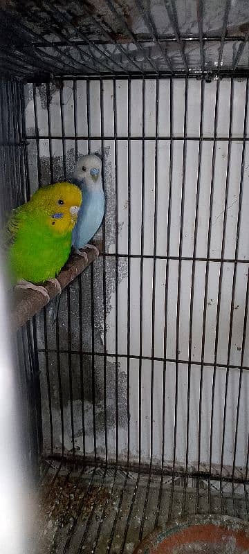 Australian breeder pair for sale egg diyay hoi ha patki bhi sath ha 1