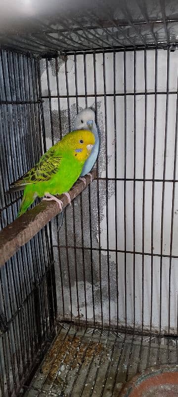 Australian breeder pair for sale egg diyay hoi ha patki bhi sath ha 4