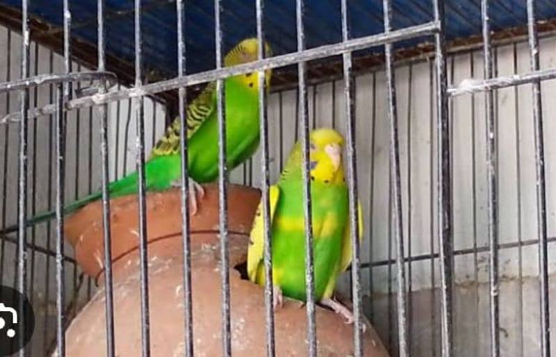 Australian breeder pair for sale egg diyay hoi ha patki bhi sath ha 5