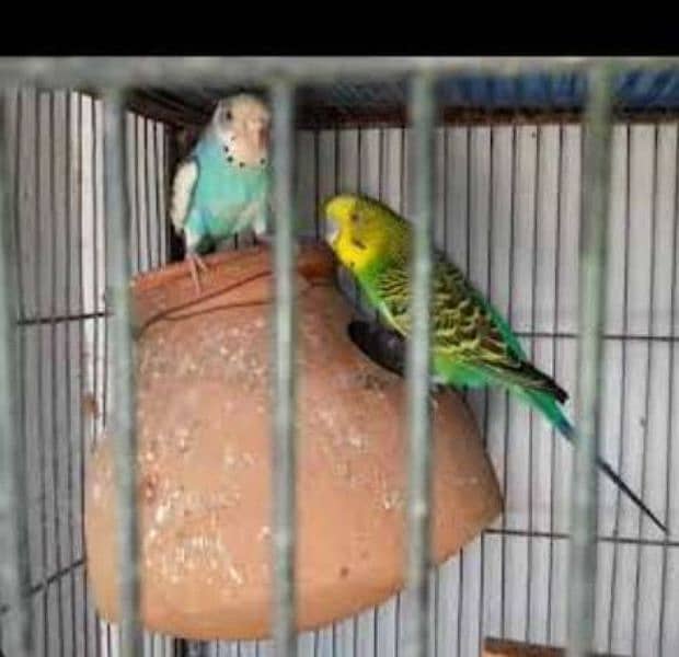 Australian breeder pair for sale egg diyay hoi ha patki bhi sath ha 6