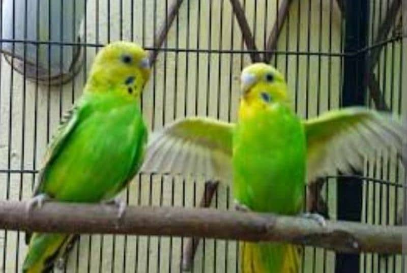 Australian breeder pair for sale egg diyay hoi ha patki bhi sath ha 7