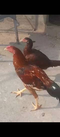 aseal chicken for sale