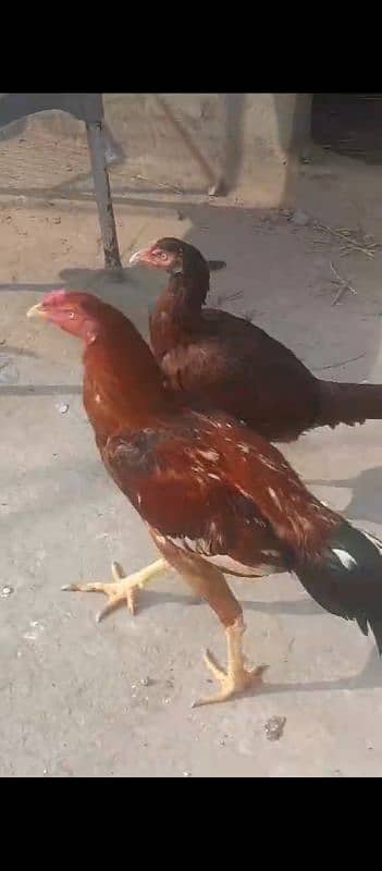 aseal chicken for sale 0