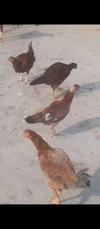 aseal chicken for sale 1