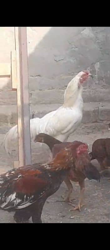 aseal chicken for sale 2