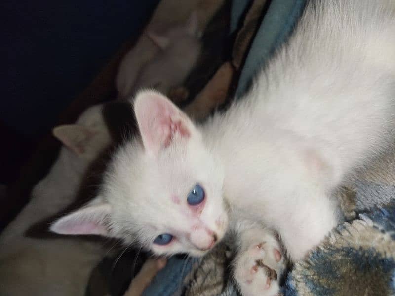 kitten for sell 2