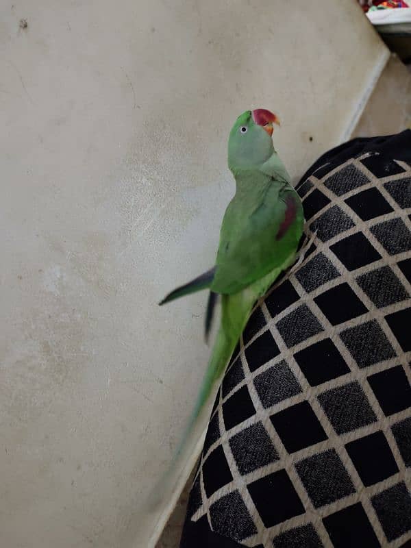 Pahari parrot hand tame bt krta hn. . . 0