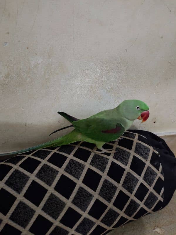 Pahari parrot hand tame bt krta hn. . . 1