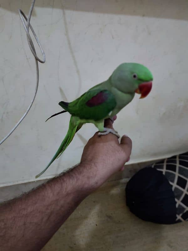 Pahari parrot hand tame bt krta hn. . . 2