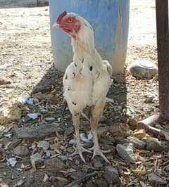 pure Asil Mianwali murga and female chicks