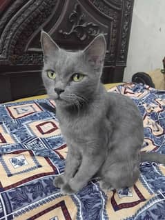 British shorthair