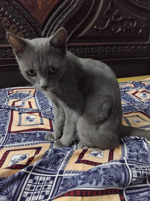 British shorthair 4