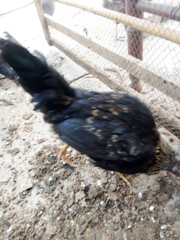 australorp and Desi hen full active age 5 month 0