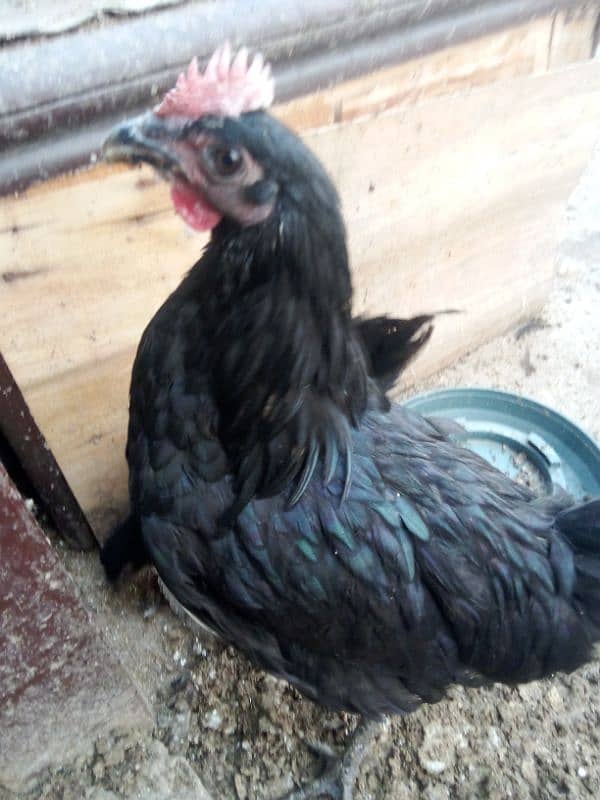 australorp and Desi hen full active age 5 month 1