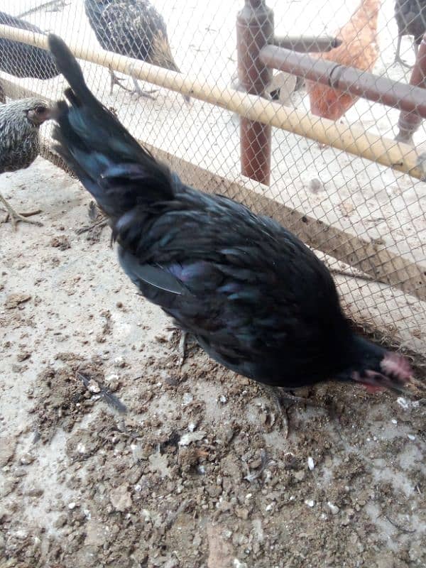 australorp and Desi hen full active age 5 month 3