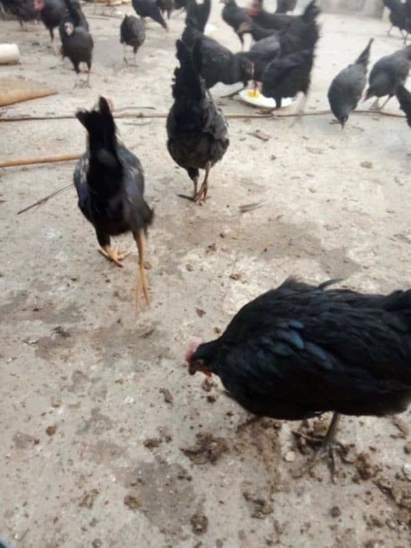 australorp and Desi hen full active age 5 month 4