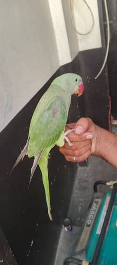 parrot