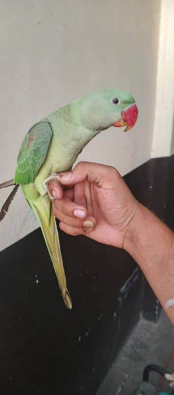 parrot for sale age 4 mount 1