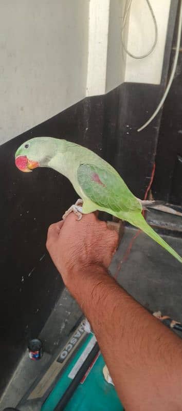 parrot for sale age 4 mount 2