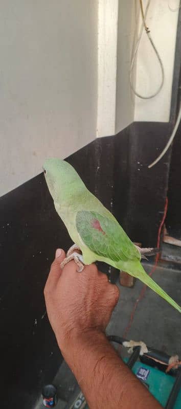 parrot for sale age 4 mount 3