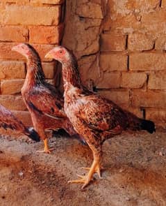 Beautiful Aseel Hens