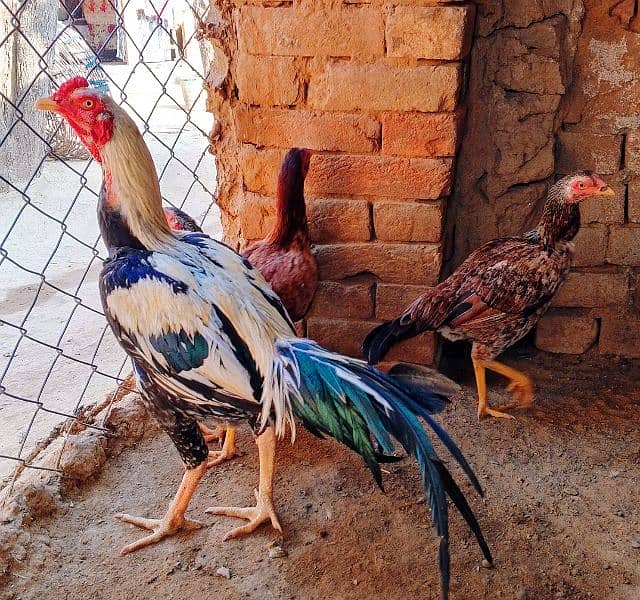 Beautiful Aseel Hens 1