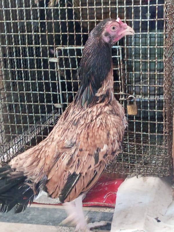 aseel lasani and aseel pawposh hens for sale 0