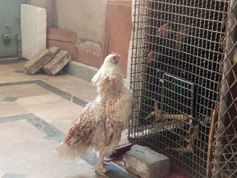 aseel lasani and aseel pawposh hens for sale 1